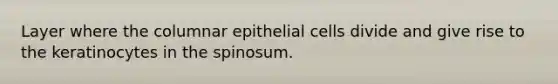 Layer where the columnar epithelial cells divide and give rise to the keratinocytes in the spinosum.