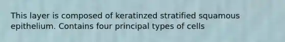 This layer is composed of keratinzed stratified squamous epithelium. Contains four principal types of cells