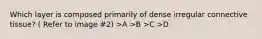 Which layer is composed primarily of dense irregular connective tissue? ( Refer to image #2) >A >B >C >D