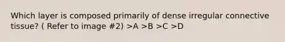 Which layer is composed primarily of dense irregular connective tissue? ( Refer to image #2) >A >B >C >D