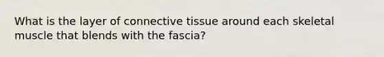 What is the layer of connective tissue around each skeletal muscle that blends with the fascia?