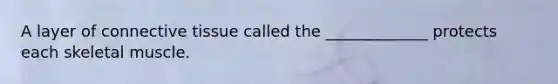 A layer of connective tissue called the _____________ protects each skeletal muscle.