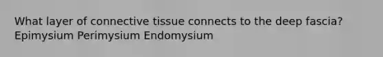 What layer of connective tissue connects to the deep fascia? Epimysium Perimysium Endomysium