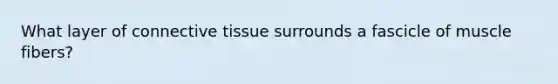 What layer of connective tissue surrounds a fascicle of muscle fibers?