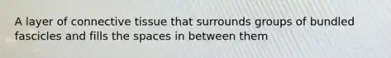 A layer of <a href='https://www.questionai.com/knowledge/kYDr0DHyc8-connective-tissue' class='anchor-knowledge'>connective tissue</a> that surrounds groups of bundled fascicles and fills <a href='https://www.questionai.com/knowledge/k0Lyloclid-the-space' class='anchor-knowledge'>the space</a>s in between them