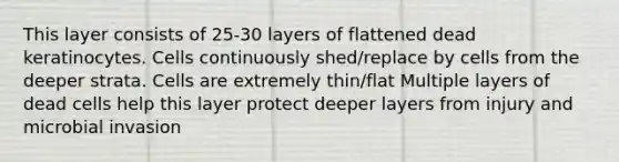 This layer consists of 25-30 layers of flattened dead keratinocytes. Cells continuously shed/replace by cells from the deeper strata. Cells are extremely thin/flat Multiple layers of dead cells help this layer protect deeper layers from injury and microbial invasion