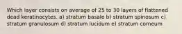 Which layer consists on average of 25 to 30 layers of flattened dead keratinocytes. a) stratum basale b) stratum spinosum c) stratum granulosum d) stratum lucidum e) stratum corneum