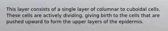 This layer consists of a single layer of columnar to cuboidal cells. These cells are actively dividing, giving birth to the cells that are pushed upward to form the upper layers of the epidermis.