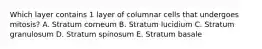 Which layer contains 1 layer of columnar cells that undergoes mitosis? A. Stratum corneum B. Stratum lucidium C. Stratum granulosum D. Stratum spinosum E. Stratum basale