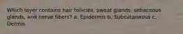 Which layer contains hair follicles, sweat glands, sebaceous glands, and nerve fibers? a. Epidermis b. Subcutaneous c. Dermis