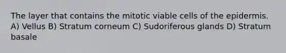 The layer that contains the mitotic viable cells of the epidermis. A) Vellus B) Stratum corneum C) Sudoriferous glands D) Stratum basale