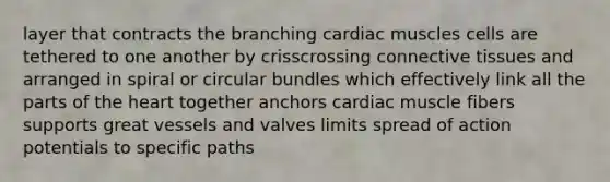 layer that contracts the branching cardiac muscles cells are tethered to one another by crisscrossing <a href='https://www.questionai.com/knowledge/kYDr0DHyc8-connective-tissue' class='anchor-knowledge'>connective tissue</a>s and arranged in spiral or circular bundles which effectively link all the parts of <a href='https://www.questionai.com/knowledge/kya8ocqc6o-the-heart' class='anchor-knowledge'>the heart</a> together anchors cardiac muscle fibers supports great vessels and valves limits spread of action potentials to specific paths