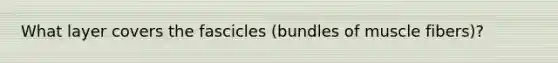 What layer covers the fascicles (bundles of muscle fibers)?