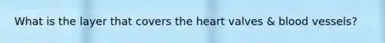 What is the layer that covers the heart valves & blood vessels?