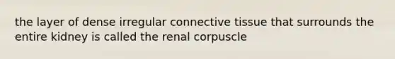 the layer of dense irregular connective tissue that surrounds the entire kidney is called the renal corpuscle