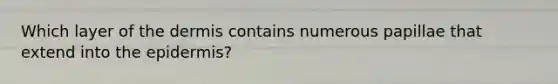 Which layer of the dermis contains numerous papillae that extend into the epidermis?