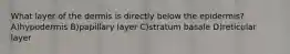 What layer of the dermis is directly below the epidermis? A)hypodermis B)papillary layer C)stratum basale D)reticular layer