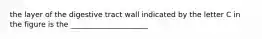 the layer of the digestive tract wall indicated by the letter C in the figure is the _____________________