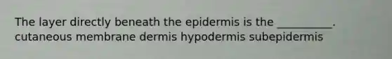 The layer directly beneath the epidermis is the __________. cutaneous membrane dermis hypodermis subepidermis