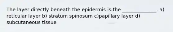 The layer directly beneath the epidermis is the ______________. a) reticular layer b) stratum spinosum c)papillary layer d) subcutaneous tissue