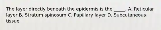 The layer directly beneath the epidermis is the _____. A. Reticular layer B. Stratum spinosum C. Papillary layer D. Subcutaneous tissue