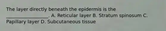 The layer directly beneath the epidermis is the __________________. A. Reticular layer B. Stratum spinosum C. Papillary layer D. Subcutaneous tissue