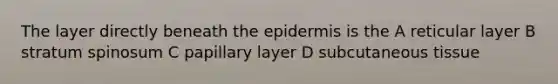 The layer directly beneath <a href='https://www.questionai.com/knowledge/kBFgQMpq6s-the-epidermis' class='anchor-knowledge'>the epidermis</a> is the A reticular layer B stratum spinosum C papillary layer D subcutaneous tissue