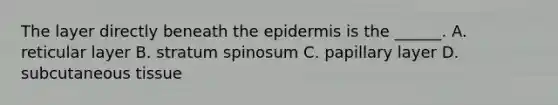 The layer directly beneath the epidermis is the ______. A. reticular layer B. stratum spinosum C. papillary layer D. subcutaneous tissue