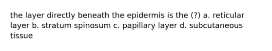 the layer directly beneath the epidermis is the (?) a. reticular layer b. stratum spinosum c. papillary layer d. subcutaneous tissue