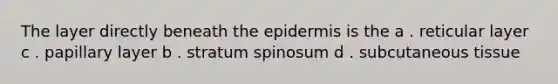 The layer directly beneath the epidermis is the a . reticular layer c . papillary layer b . stratum spinosum d . subcutaneous tissue