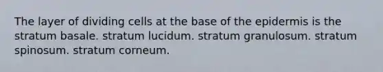 The layer of dividing cells at the base of <a href='https://www.questionai.com/knowledge/kBFgQMpq6s-the-epidermis' class='anchor-knowledge'>the epidermis</a> is the stratum basale. stratum lucidum. stratum granulosum. stratum spinosum. stratum corneum.