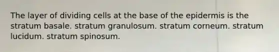 The layer of dividing cells at the base of the epidermis is the stratum basale. stratum granulosum. stratum corneum. stratum lucidum. stratum spinosum.