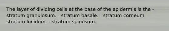 The layer of dividing cells at the base of <a href='https://www.questionai.com/knowledge/kBFgQMpq6s-the-epidermis' class='anchor-knowledge'>the epidermis</a> is the - stratum granulosum. - stratum basale. - stratum corneum. - stratum lucidum. - stratum spinosum.