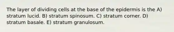 The layer of dividing cells at the base of <a href='https://www.questionai.com/knowledge/kBFgQMpq6s-the-epidermis' class='anchor-knowledge'>the epidermis</a> is the A) stratum lucid. B) stratum spinosum. C) stratum corner. D) stratum basale. E) stratum granulosum.