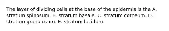 The layer of dividing cells at the base of the epidermis is the A. stratum spinosum. B. stratum basale. C. stratum corneum. D. stratum granulosum. E. stratum lucidum.