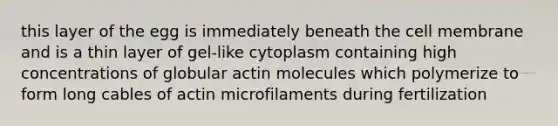 this layer of the egg is immediately beneath the cell membrane and is a thin layer of gel-like cytoplasm containing high concentrations of globular actin molecules which polymerize to form long cables of actin microfilaments during fertilization