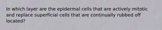 In which layer are the epidermal cells that are actively mitotic and replace superficial cells that are continually rubbed off located?