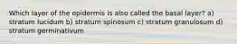 Which layer of the epidermis is also called the basal layer? a) stratum lucidum b) stratum spinosum c) stratum granulosum d) stratum germinativum