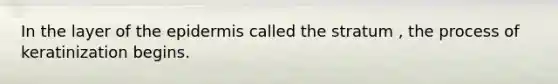 In the layer of the epidermis called the stratum , the process of keratinization begins.