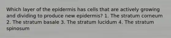 Which layer of the epidermis has cells that are actively growing and dividing to produce new epidermis? 1. The stratum corneum 2. The stratum basale 3. The stratum lucidum 4. The stratum spinosum