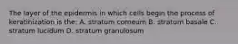 The layer of the epidermis in which cells begin the process of keratinization is the: A. stratum corneum B. stratum basale C. stratum lucidum D. stratum granulosum