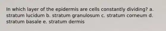 In which layer of the epidermis are cells constantly dividing? a. stratum lucidum b. stratum granulosum c. stratum corneum d. stratum basale e. stratum dermis