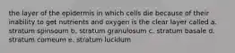 the layer of the epidermis in which cells die because of their inability to get nutrients and oxygen is the clear layer called a. stratum spinsoum b. stratum granulosum c. stratum basale d. stratum corneum e. stratum lucidum