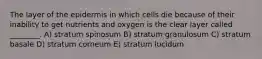 The layer of the epidermis in which cells die because of their inability to get nutrients and oxygen is the clear layer called ________. A) stratum spinosum B) stratum granulosum C) stratum basale D) stratum corneum E) stratum lucidum