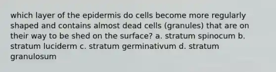 which layer of <a href='https://www.questionai.com/knowledge/kBFgQMpq6s-the-epidermis' class='anchor-knowledge'>the epidermis</a> do cells become more regularly shaped and contains almost dead cells (granules) that are on their way to be shed on the surface? a. stratum spinocum b. stratum luciderm c. stratum germinativum d. stratum granulosum