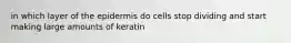 in which layer of the epidermis do cells stop dividing and start making large amounts of keratin