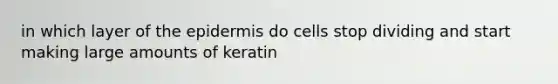 in which layer of <a href='https://www.questionai.com/knowledge/kBFgQMpq6s-the-epidermis' class='anchor-knowledge'>the epidermis</a> do cells stop dividing and start making large amounts of keratin