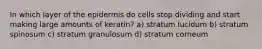 In which layer of the epidermis do cells stop dividing and start making large amounts of keratin? a) stratum lucidum b) stratum spinosum c) stratum granulosum d) stratum corneum