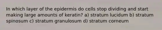 In which layer of the epidermis do cells stop dividing and start making large amounts of keratin? a) stratum lucidum b) stratum spinosum c) stratum granulosum d) stratum corneum