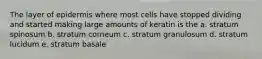 The layer of epidermis where most cells have stopped dividing and started making large amounts of keratin is the a. stratum spinosum b. stratum corneum c. stratum granulosum d. stratum lucidum e. stratum basale